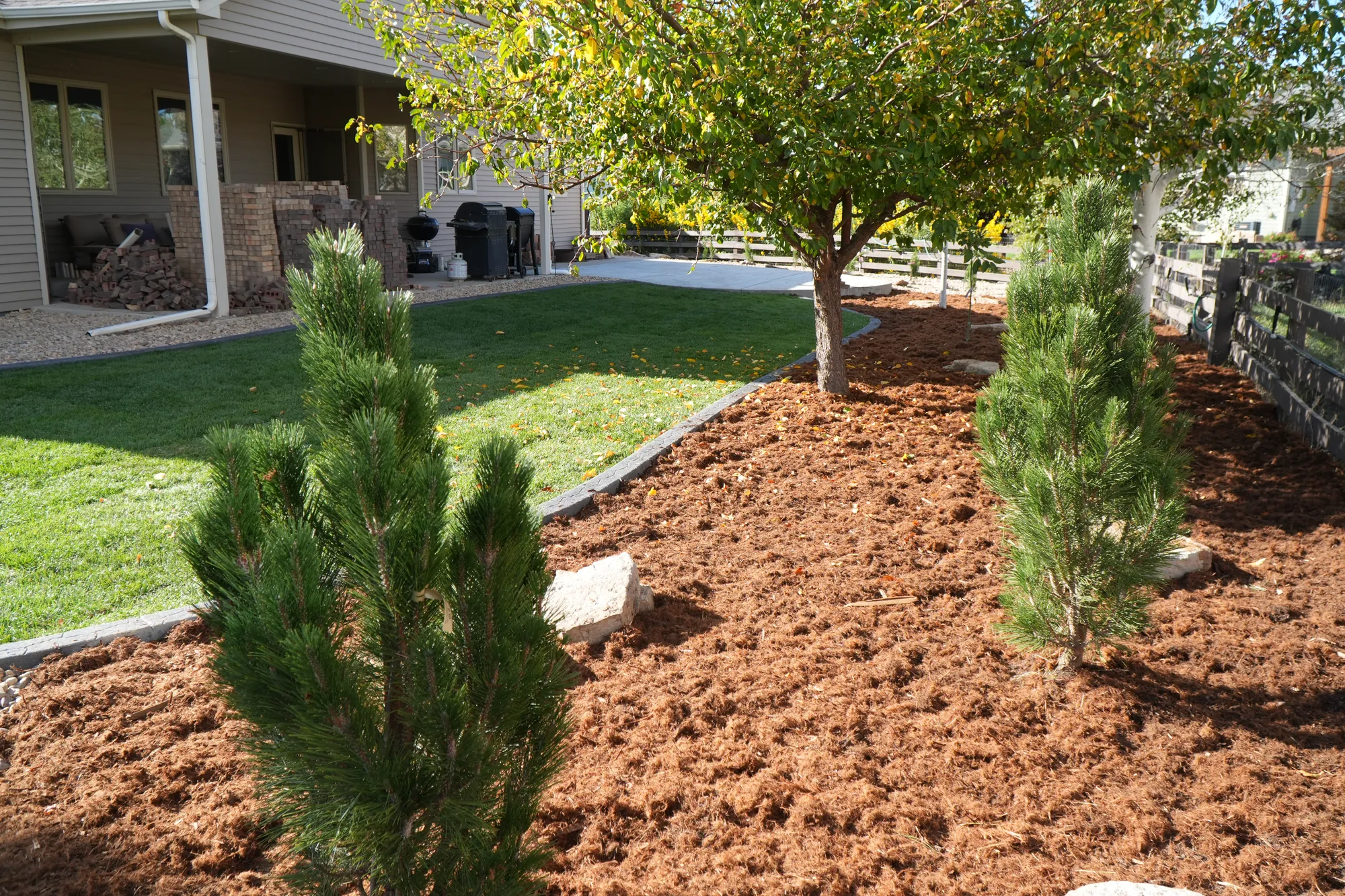 Planting: new evergreens set in fresh mulch beside the backyard lawn